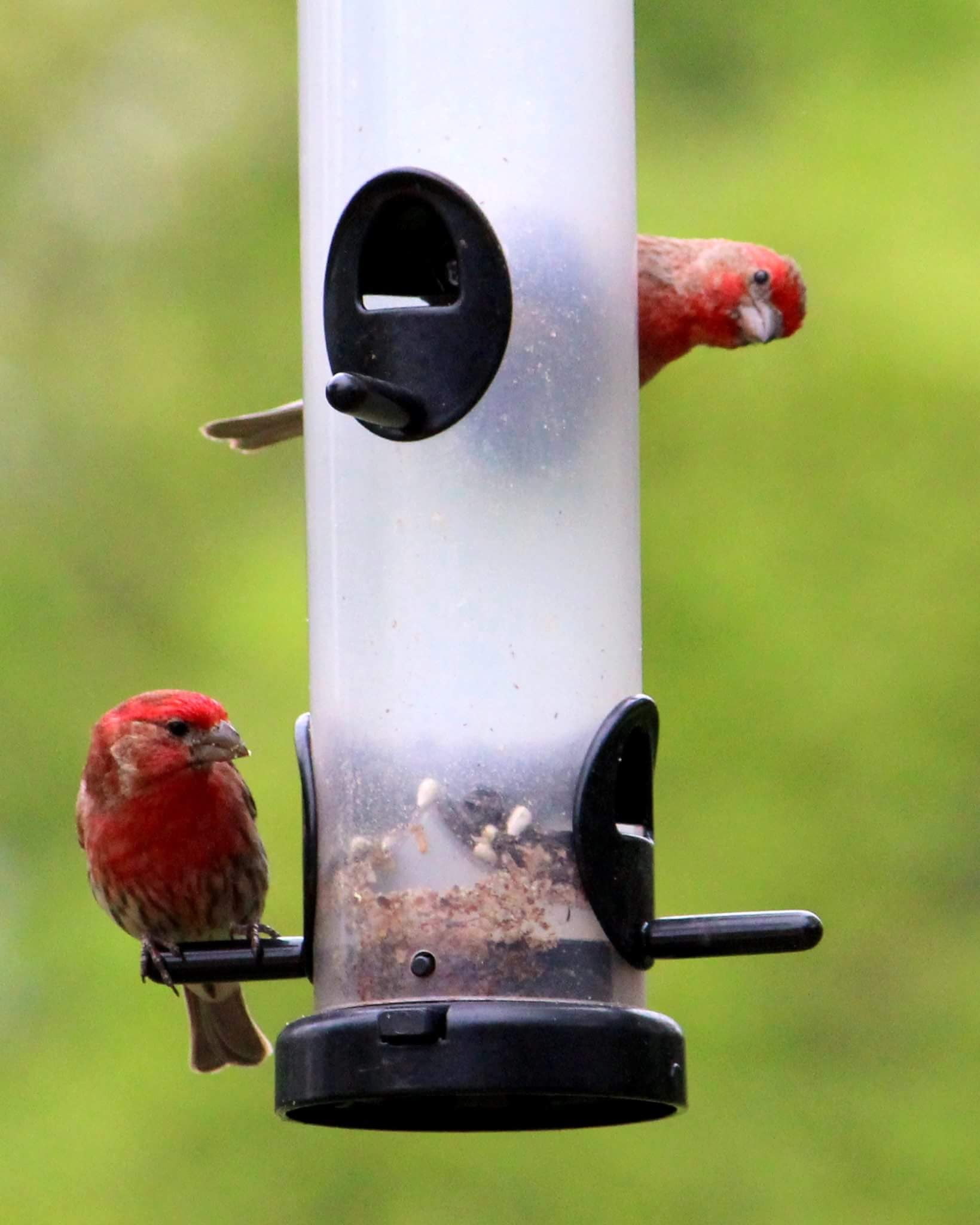 Image result for Dr. Evil No alcohol Meme